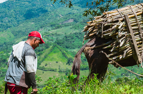 Viaggio in Colombia: Guida Completa per un’Avventura Indimenticabile